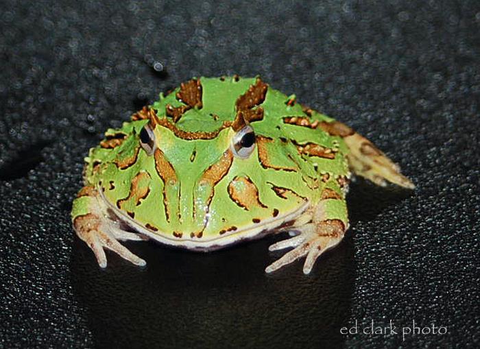 005 - Fantasy Frog.jpg